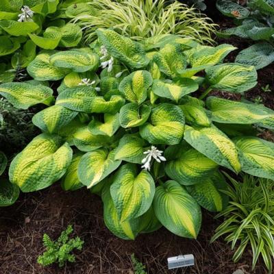 Hosta 'Brother Stefan'